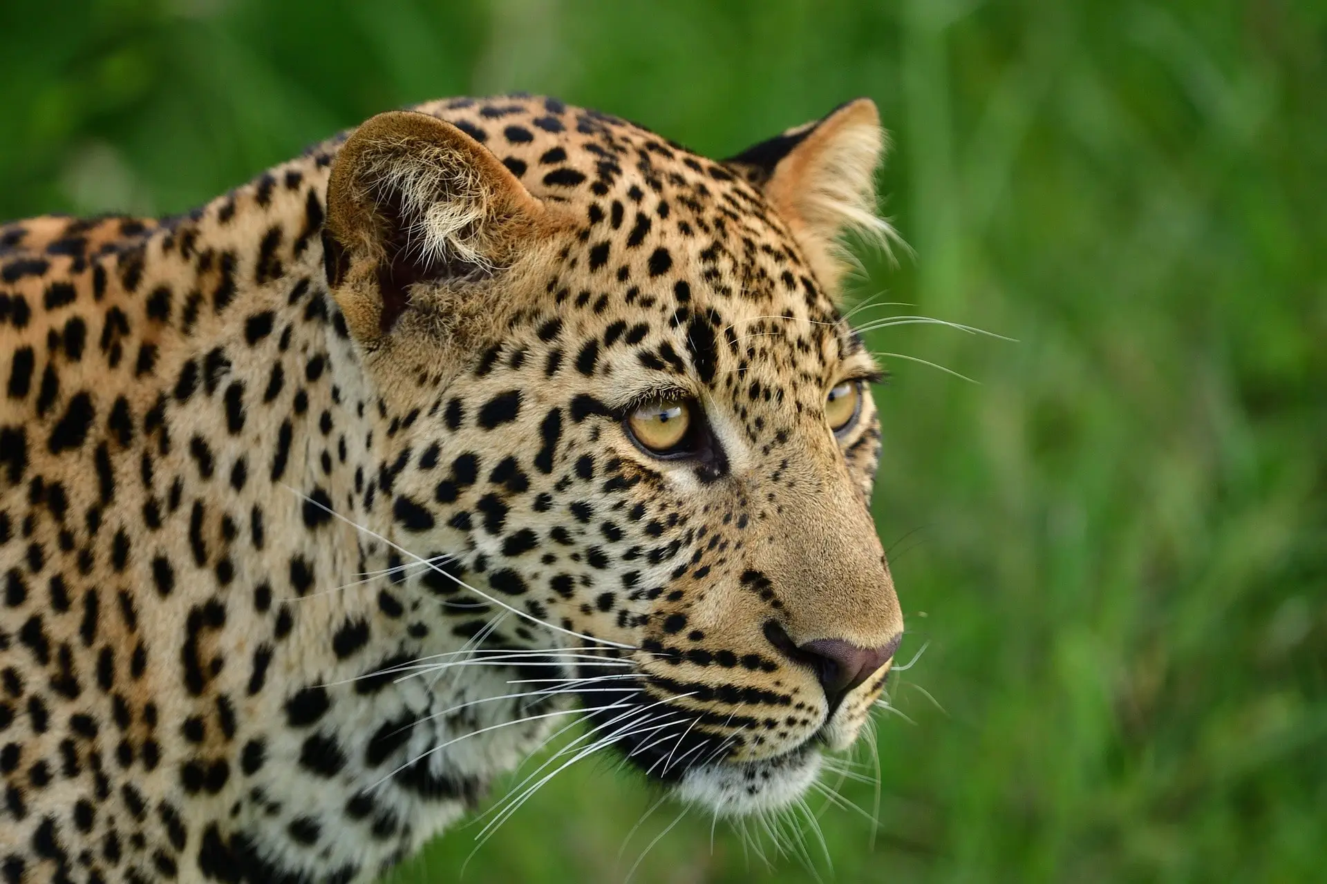 The Ultimate Kenyan Bush & Beach Experience
