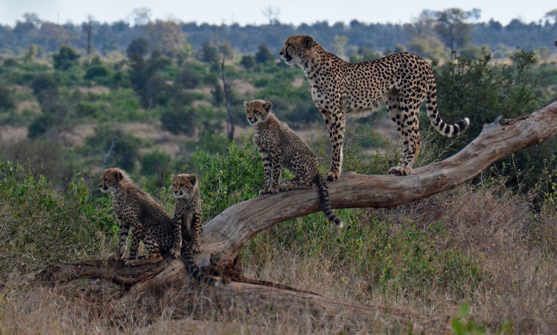 Luxury safari experience in Amboseli National Park Kenya